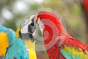 Macaw bird kiss photo