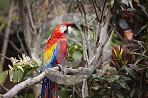 Macaw bird perched on a branch in a jungle