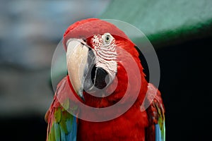 Macaw bird