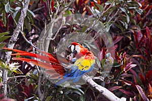 Macaw bird preening while sitting on a branch in a rainforest