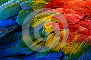 Macaw bird`s feathers