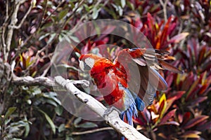 Macaw bird spreading its wings will sitting on a branch