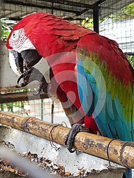 Macaw bird in sri lanka ....