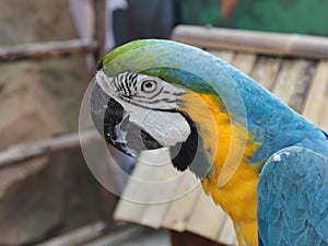 macaw birds