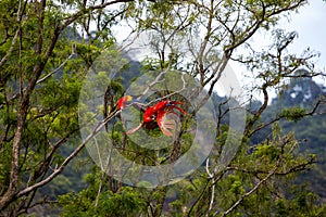 Macaw birds playing in a tree in the jungle