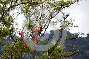 Macaw birds in a tree in a rainforest