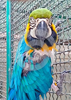 Macaw - A blue-and-yellow macaw parrot  of North and South America ara, guacamaya, guacamayo, arara, photo