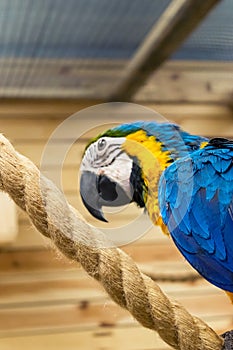 Macaw blue-yellow is standing on the rope. Side view