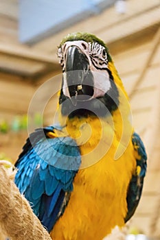 Macaw blue-yellow is standing on the rope. Side view