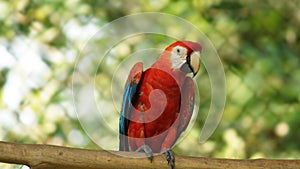 Macaw on a branch in Ecuadorian amazon. Common names: Guacamayo or Papagayo
