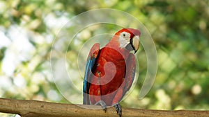 Macaw on a branch in Ecuadorian amazon. Common names: Guacamayo or Papagayo photo