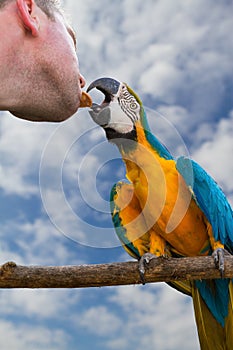 Macaw and breeder birds. photo