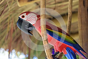 Macaw carved in wood, Brazilian craftwork