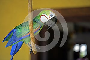 Macaw carved in wood, Brazilian craftwork