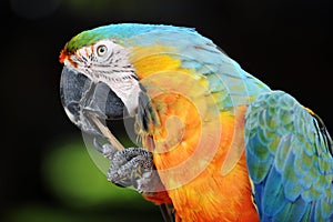 Macaw Cleaning Beak