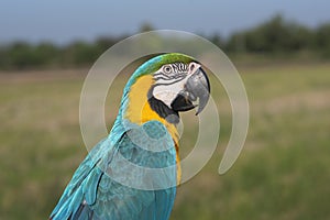 Macaw in closeup