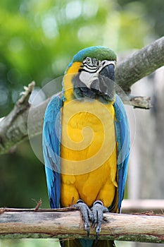 Macaw closeup