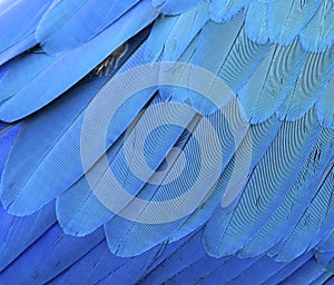 Macaw feather closeup