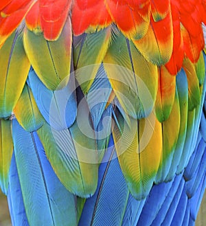 Macaw feather closeup