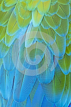 Macaw Feathers Background