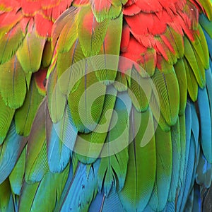 Macaw feathers