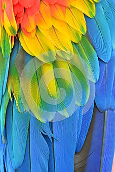 Macaw feathers