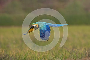 Macaw flying on green background