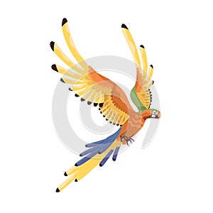 Macaw flying with multicolored spread wings. Large tropical Ara parrot with long tail. Exotic jungle bird of rainbow