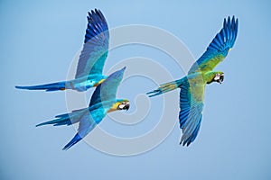 Macaw flying on sly background