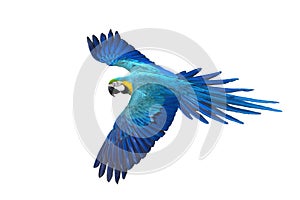 Macaw flying on white background