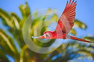 Macaw in free flight in exotic birds show at Palmitos Park in Maspalomas, Gran Canaria, Spain photo