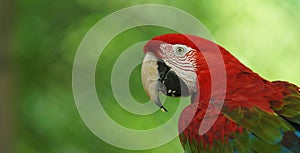 Macaw on green background in Ecuadorian amazon. Common names: Guacamayo or Papagayo photo