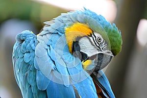 Macaw Grooming Feathers