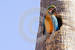 A macaw inside a hole in the trunk.