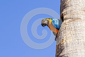 A macaw inside a hole in the trunk.