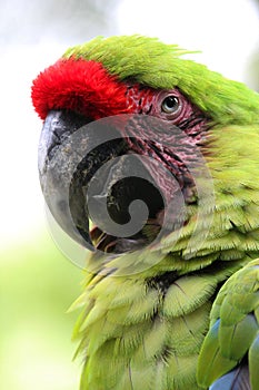 The macaw has head is red, green and blue eye