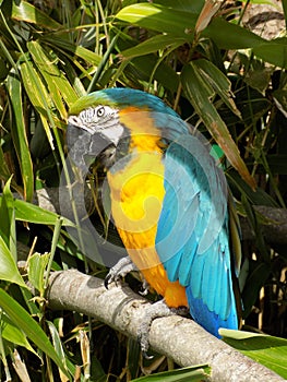 Macaw