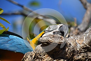 Macaw With His Beak on a Branch Up Close