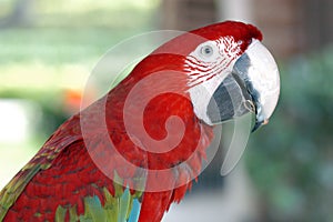 Macaw in the Hong Kong wild bird compound.