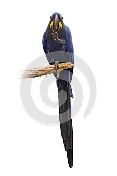 Macaw hyacinth