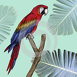 Macaw illustration drawn in pen with digital color photo