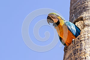 A macaw inside a hole in the trunk.