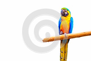 Macaw isolated on white background