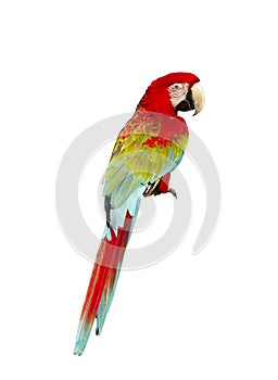 Macaw isolated