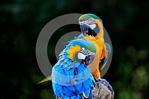 Macaw photo