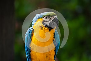 Macaw