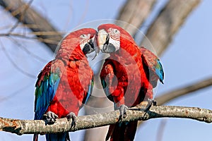 Macaw mates for life