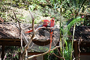 Macaw Mountain