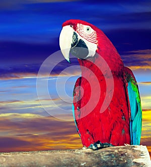 Macaw papagay against dawn sky