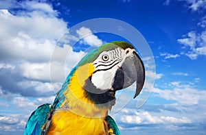 Macaw papagay against sky
